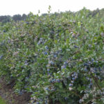 Najważniejszy zabieg w uprawie borówki