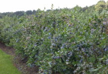 Najważniejszy zabieg w uprawie borówki