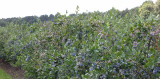 Najważniejszy zabieg w uprawie borówki