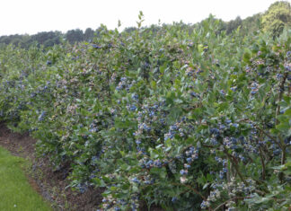 Najważniejszy zabieg w uprawie borówki