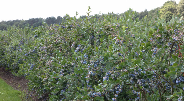 Najważniejszy zabieg w uprawie borówki
