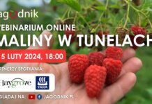 Maliny w tunelach – czy to się opłaca? Zapraszamy na webinarium