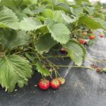 Polysulphate – doskonałe źródło dobrze przyswajalnego wapnia oraz siarki, potasu i magnezu