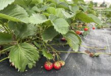 Polysulphate – doskonałe źródło dobrze przyswajalnego wapnia oraz siarki, potasu i magnezu