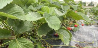 Polysulphate – doskonałe źródło dobrze przyswajalnego wapnia oraz siarki, potasu i magnezu