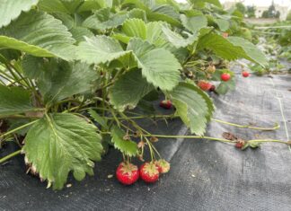 Polysulphate – doskonałe źródło dobrze przyswajalnego wapnia oraz siarki, potasu i magnezu