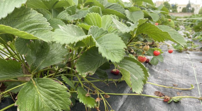 Polysulphate – doskonałe źródło dobrze przyswajalnego wapnia oraz siarki, potasu i magnezu