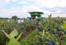 Czy kombajny do zbioru borówek będą jeszcze lepsze?