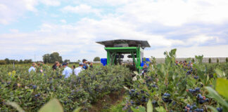 Czy kombajny do zbioru borówek będą jeszcze lepsze?