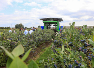 Czy kombajny do zbioru borówek będą jeszcze lepsze?