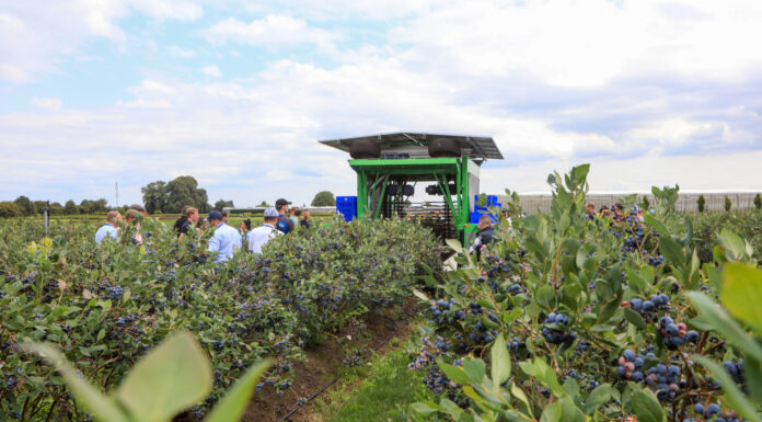 Czy kombajny do zbioru borówek będą jeszcze lepsze?