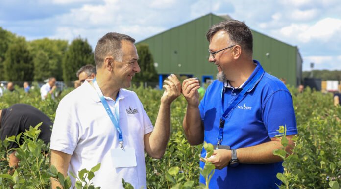 Czy to są najlepsze borówki świata?