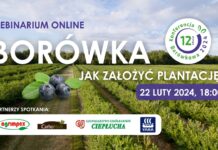 Borówka – jak założyć plantację?