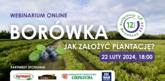 Borówka – jak założyć plantację?