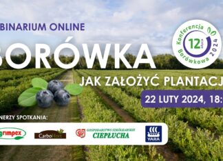 Borówka – jak założyć plantację?