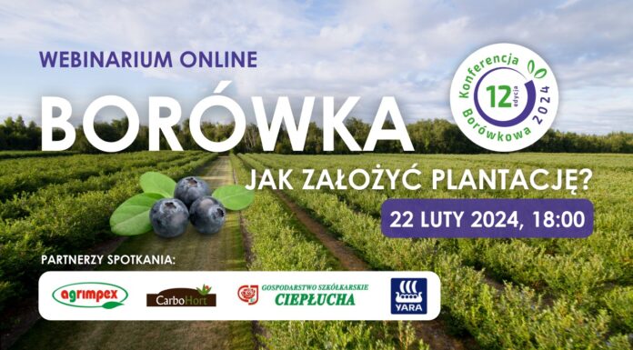Borówka – jak założyć plantację?