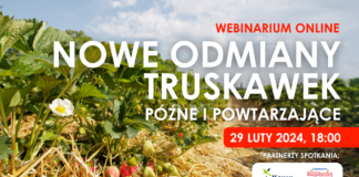 Nowe odmiany truskawek: późne i powtarzające. Zapraszam na webinarium!