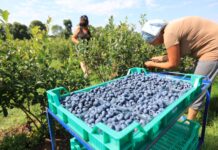 Ostatni moment na poprawę jakości i wielkości borówek!