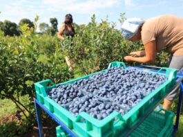 Rynek wyznacza cel, technologia ma dowieźć jakość (cz. I)