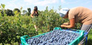 Ostatni moment na poprawę jakości i wielkości borówek!