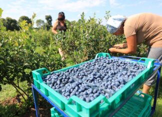 W co należy inwestować w gospodarstwach borówkowych?