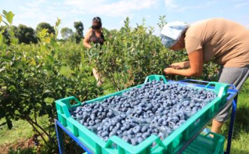 Rynek wyznacza cel, technologia ma dowieźć jakość (cz. I)
