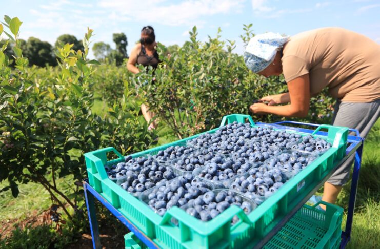 W co należy inwestować w gospodarstwach borówkowych?