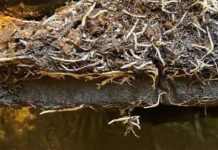 Zawiązywanie owoców i zwiększenie odporności roślin