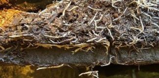 Zawiązywanie owoców i zwiększenie odporności roślin