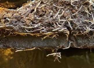 Zawiązywanie owoców i zwiększenie odporności roślin