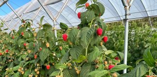 Meksykański boom malinowy: rekordowe zbiory i nowoczesne technologie