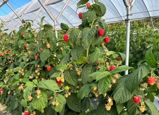 Przyszłość i opłacalność upraw malin w Polsce