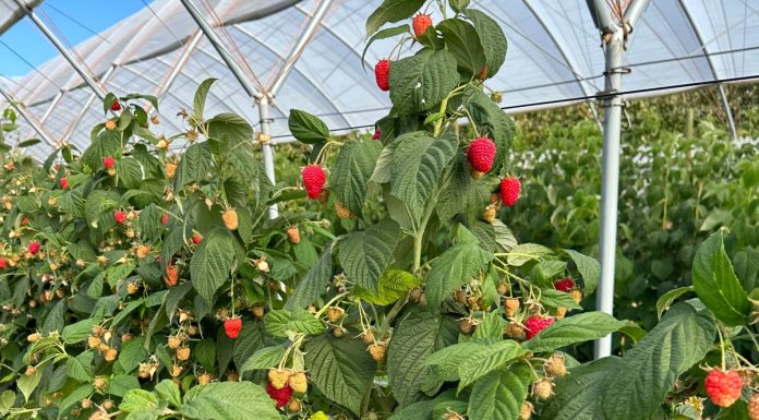 Biostymulatory i nowe rozwiązania w uprawie malin