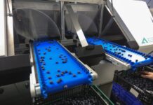 Nowy sorter do borówki od polskich konstruktorów