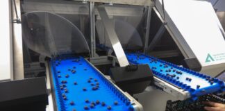 Nowy sorter do borówki od polskich konstruktorów