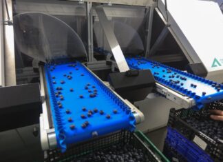 Nowy sorter do borówki od polskich konstruktorów