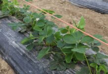 Maliny i truskawki o tydzień wcześniej niż przed rokiem