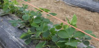 Maliny i truskawki o tydzień wcześniej niż przed rokiem