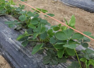 Maliny i truskawki o tydzień wcześniej niż przed rokiem