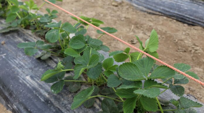 Maliny i truskawki o tydzień wcześniej niż przed rokiem