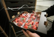 Truskawki z Maroka są już bezpieczne