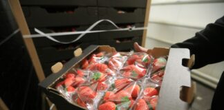 Truskawki z Maroka są już bezpieczne