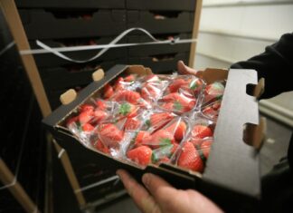 Truskawki z Maroka są już bezpieczne