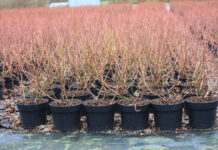 Sadzonki borówek. Na plantacje w dużych pojemnikach