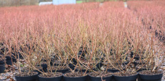 Sadzonki borówek. Na plantacje w dużych pojemnikach