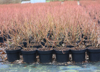Sadzonki borówek. Na plantacje w dużych pojemnikach