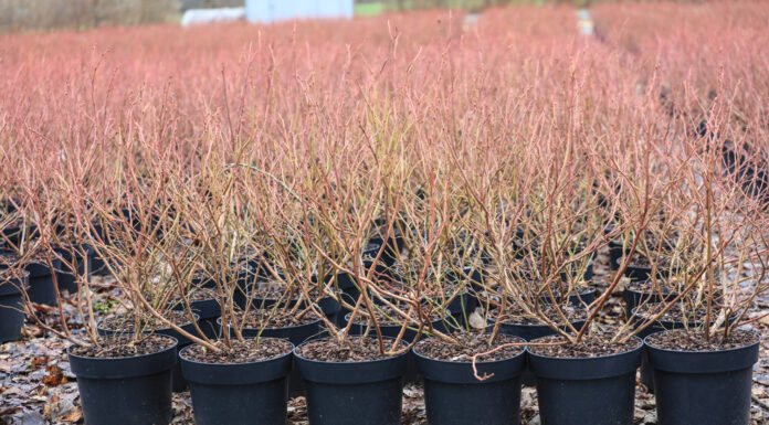 Sadzonki borówek. Na plantacje w dużych pojemnikach