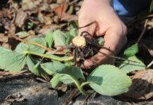 Ochrona truskawek wczesną wiosną. Kiedy i jak zacząć?