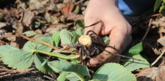 Ochrona truskawek wczesną wiosną. Kiedy i jak zacząć?