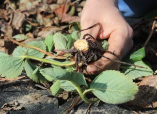 Ochrona truskawek wczesną wiosną. Kiedy i jak zacząć?